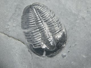 A Natural 510 Million Year Old Elrathia Trilobite Fossil Utah 95.  7gr C 2