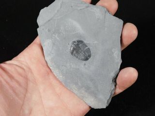 A Natural 510 Million Year Old Elrathia Trilobite Fossil Utah 95.  7gr C 3