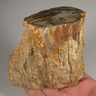4.  1 " Polished Petrified Wood Branch Slab Fossil Standup - Madagascar - 1.  6 Lbs.