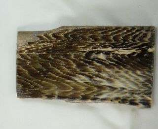 Petrified Wood - Polished Petrified Sequoia - Board Cut 2