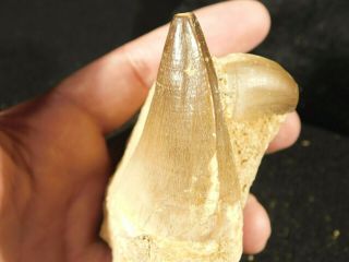 Big Mosasaur Fossil Tooth 247gr