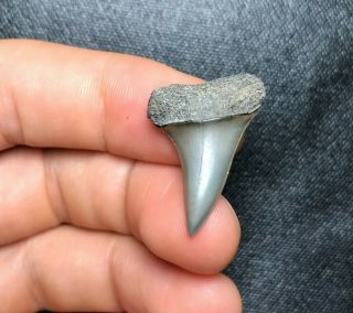 Sharp 1.  11 " Belgian Mako Shark Tooth Teeth Fossil Sharks Necklace Megalodon