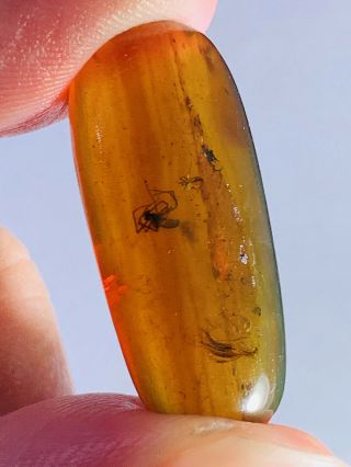 2 Spider&unknown Hair Burmite Myanmar Burmese Amber Insect Fossil Dinosaur Age