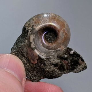 3,  7 cm (1,  45 in) Ammonite Jaubertella cretaceous Russia ammonit 2