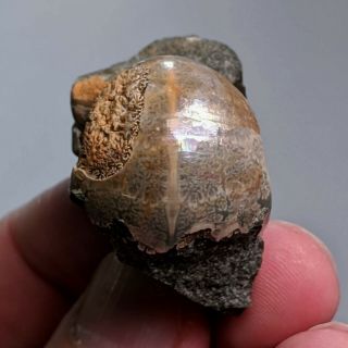 3,  7 cm (1,  45 in) Ammonite Jaubertella cretaceous Russia ammonit 3