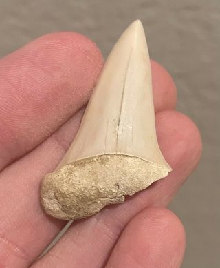 California Fossil Shark Tooth Mako Isurus Hastalis Bakersfield Miocene Megalodon