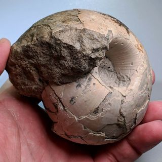 8,  3 cm (3,  3 in) Ammonite Rondiceras jurassic Russia fossil ammonit 2