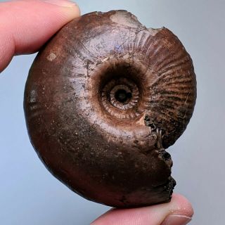 5,  6 Cm (2,  2 In) Ammonite Funiferites Pyrite Jurassic Russia Fossil Ammonit