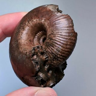 5,  6 cm (2,  2 in) Ammonite Funiferites pyrite jurassic Russia fossil ammonit 2