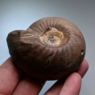 7,  5 cm (2,  9 in) Ammonite Rondiceras jurassic Russia fossil ammonit 2