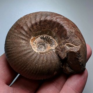 7,  5 cm (2,  9 in) Ammonite Rondiceras jurassic Russia fossil ammonit 3