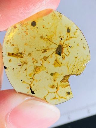 1.  27g Ixodoidea Tick Burmite Myanmar Burmese Amber Insect Fossil Dinosaur Age