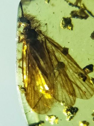 Burmese Burmite Cretaceous Unknown Fly Insect Amber Fossil Myanmar