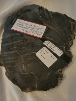 Polished Petrified Wood Woodworthia Utah Triassic 8x7 " Chinle Formation Shipworm