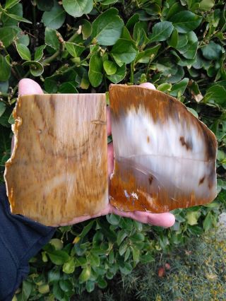 Two (2) Polished Central Oregon Petrified Wood Agate Slabs Orange Blue 10oz