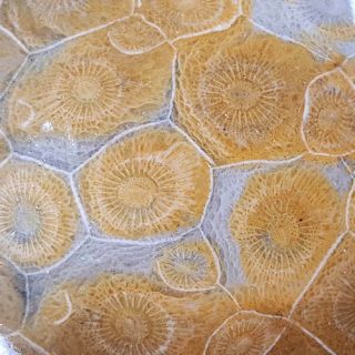 Large 4 1/2 Inch World Class Polished Fossil Coral 320 Million Years Old