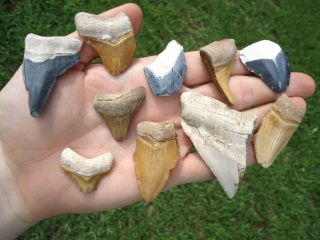 10 Bone Valley Megalodon Shark Teeth Florida Fossils Sharks Tooth Great White Fl
