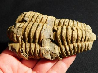 A Big 400 Million Year Old Trilobite Fossil 173gr