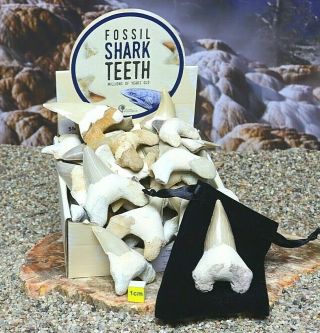 Large Fossil Shark Tooth,  Pouch - Prehistoric Otodus Megalodon Fish Teeth 55mm