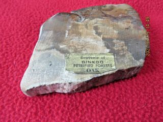Petrified Ginko Oak Wood Cut Polished Agatized Casting Mineral 3” Long Fossil