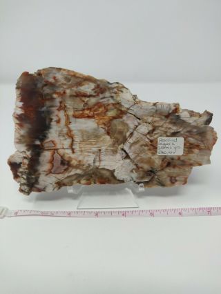 Petrified Wood Sequoia Slab Elko Nevada 25 Million Years Old With stand 2