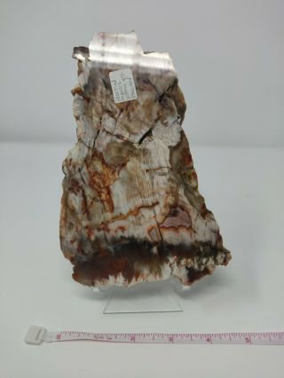Petrified Wood Sequoia Slab Elko Nevada 25 Million Years Old With stand 3