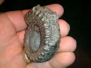 French Pyrite Ammonite - - Big Porpoceras Sp - - - 55mm - - - Jurassic