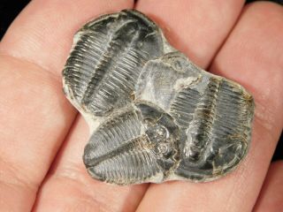 Three Entwined Elrathia Trilobite Fossils Utah 7.  71