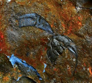 Rare Wanneria And Olenellus Trilobite Fossils,  Cambrian,  Eager Fm,  Canada