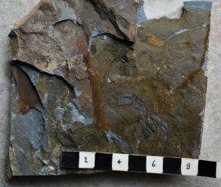 RARE Wanneria and Olenellus Trilobite Fossils,  Cambrian,  Eager FM,  Canada 2