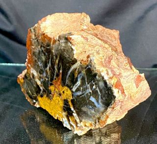 Parker Colorado Petrified Wood Limb Cast Polished (1 Lb) Red Black Orange Agate 2