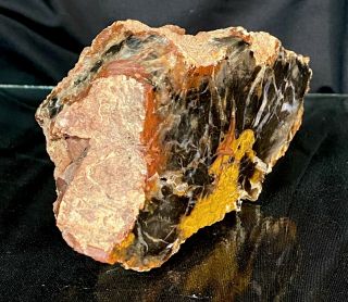 Parker Colorado Petrified Wood Limb Cast Polished (1 Lb) Red Black Orange Agate 3