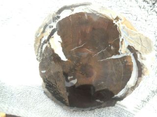 Blue Forest Petrified Wood Center Cut Great Display