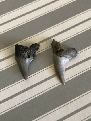 Two Parotodus Benedeni False Mako Fossil Shark Tooth Teeth Megalodon Era