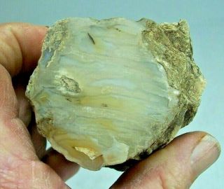 Cut & Polished Petrified Agatized Wood Limb Casting Wyoming,  America