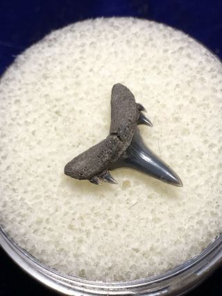 Brachycarcharias Lerichei Fossil Eocene Sand Shark Tooth Muddy Creek Va