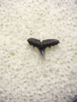 Abdounia Beaugei Fossil Eocene Shark Tooth Muddy Creek Va