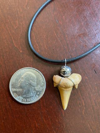Shark Tooth Necklace And Expandable.  Elegant.  Price 412