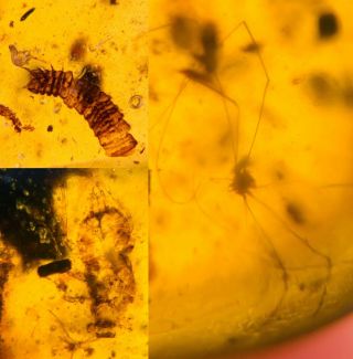 Harvestman Spider&larva&roach Burmite Myanmar Amber Insect Fossil Dinosaur Age