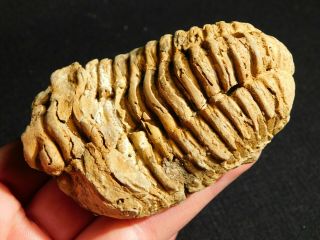 A Big 400 Million Year Old Trilobite Fossil 149gr