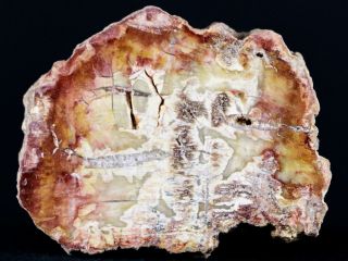 2.  7 " Fossilized Polished Petrified Wood Branch Madagascar 66 - 225 Million Yrs Old