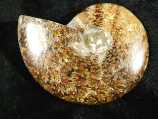 Sutured Ammonite Fossil Polished 43.  4gr