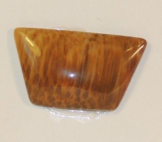 Petrified Palm Wood Cabochon 32x18mm With 5mm Dome From Texas (3992)