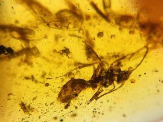Sphecomyrma Ant&roach Burmite Myanmar Burmese Amber Insect Fossil Dinosaur Age