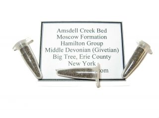 Devonian Amsdell Creek Moscow Fm York Conodont Rich Microfossil Matrix