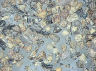 Devonian Amsdell Creek Moscow Fm York Conodont rich microfossil matrix 2