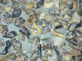 Devonian Amsdell Creek Moscow Fm York Conodont rich microfossil matrix 3