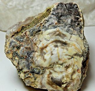 Petrified Wood With Agate & Growth Rings Specimen 8 Oz.  Found In Oregon