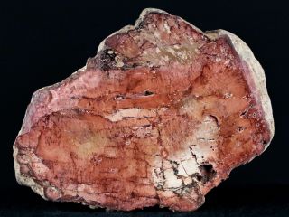 2.  8 " Fossilized Polished Petrified Wood Branch Madagascar 66 - 225 Million Yrs Old