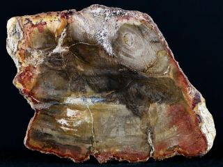2.  9 " Fossilized Polished Petrified Wood Branch Madagascar 66 - 225 Million Yrs Old